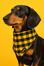 Bandana - Xadrez
